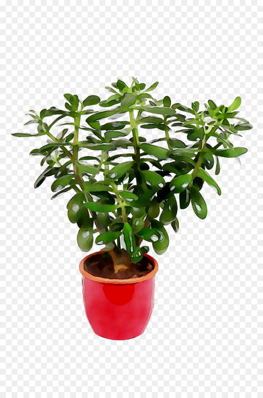 Maceta，Árbol PNG