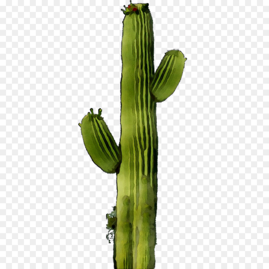Cactus San Pedro，Echinocereus PNG