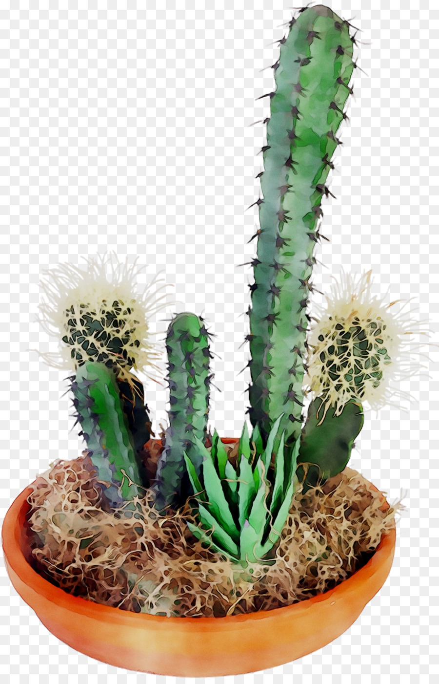 Cactus San Pedro，Triángulo De Cactus PNG