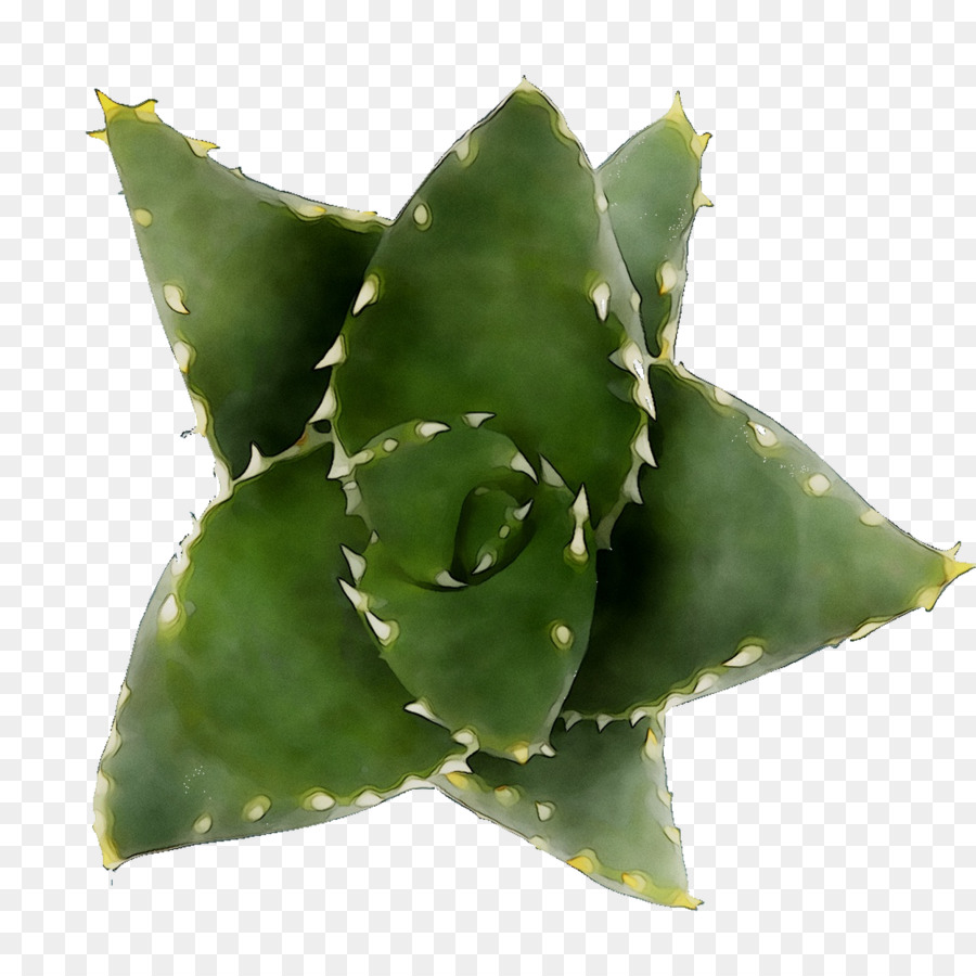 Agave，Inav Dbx Msci Ac World Sf PNG