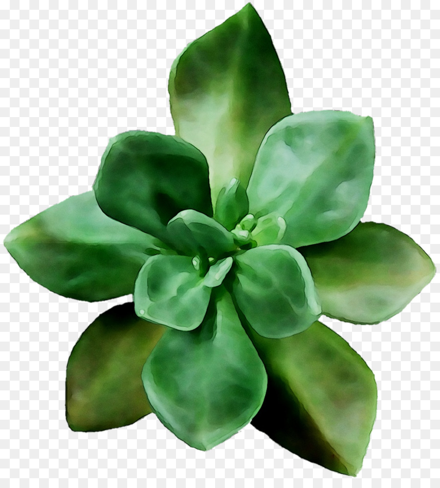 Planta Suculenta，Verdor PNG