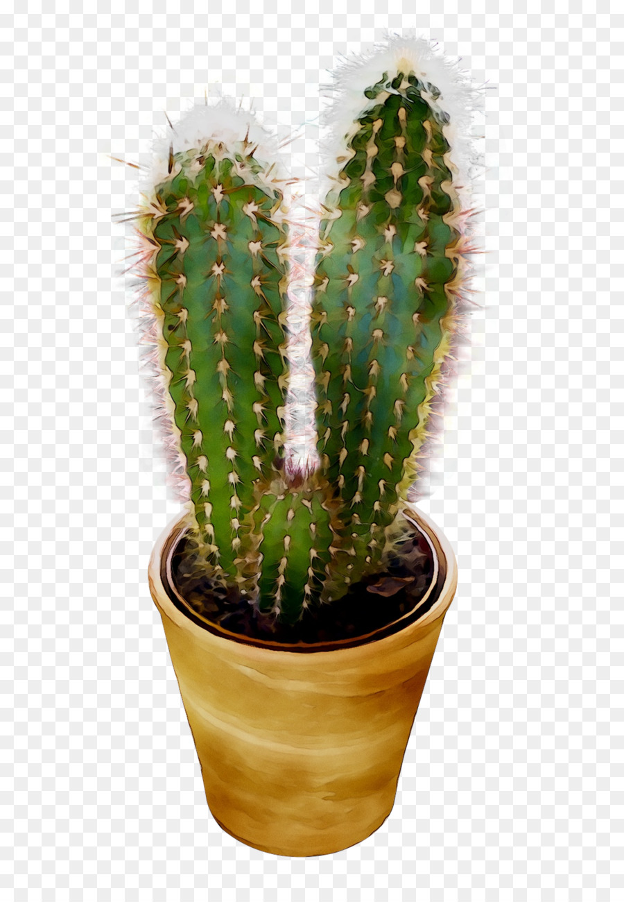 Cactus San Pedro，Triángulo De Cactus PNG