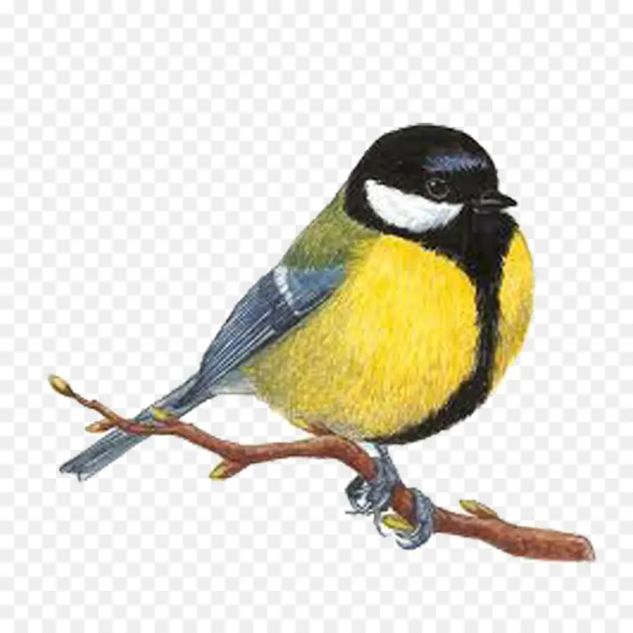 Pájaro Colorido，Plumas PNG