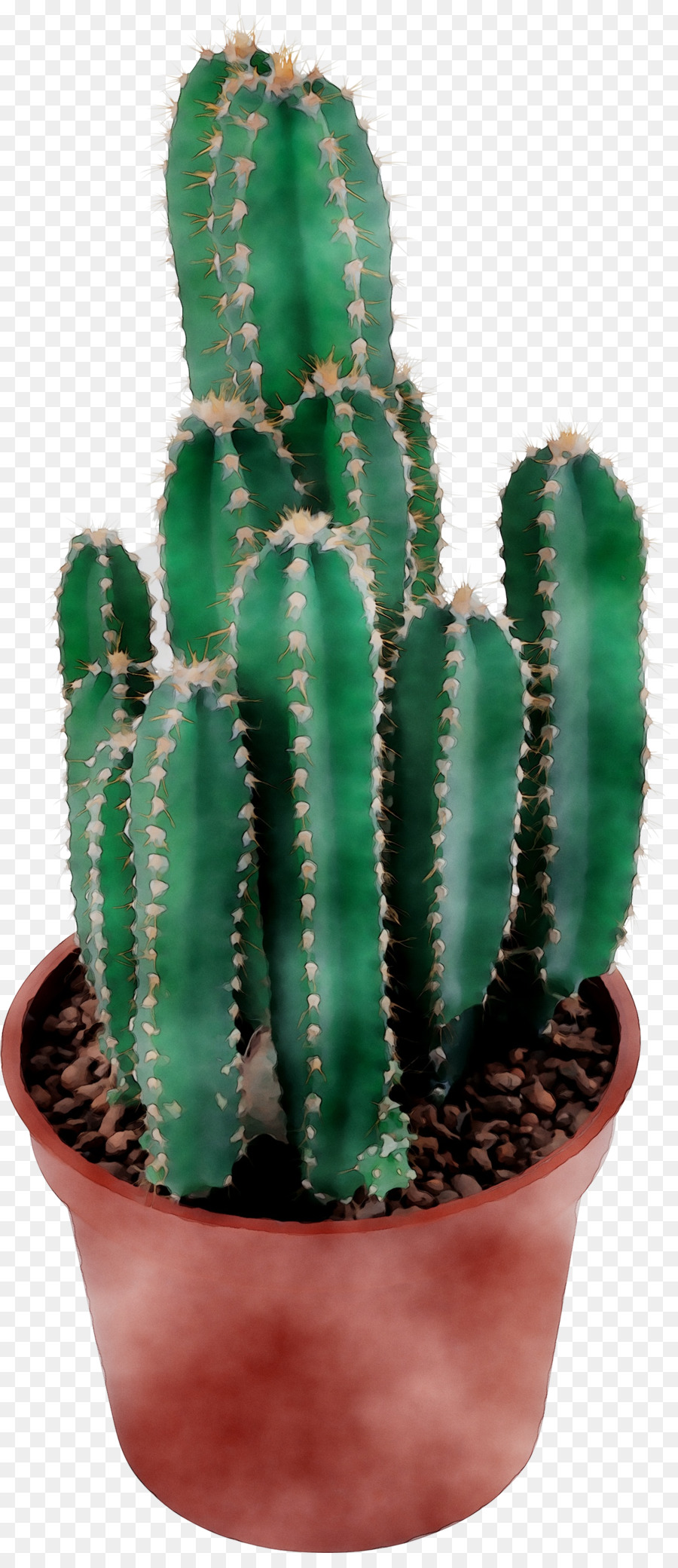 Cactus San Pedro，Triángulo De Cactus PNG