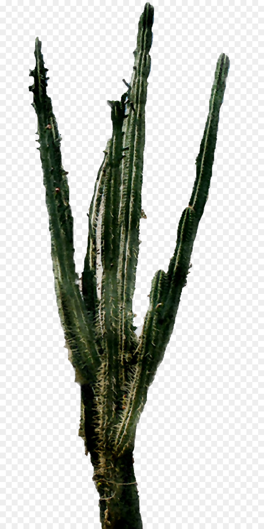 Triángulo De Cactus，Echinocereus PNG
