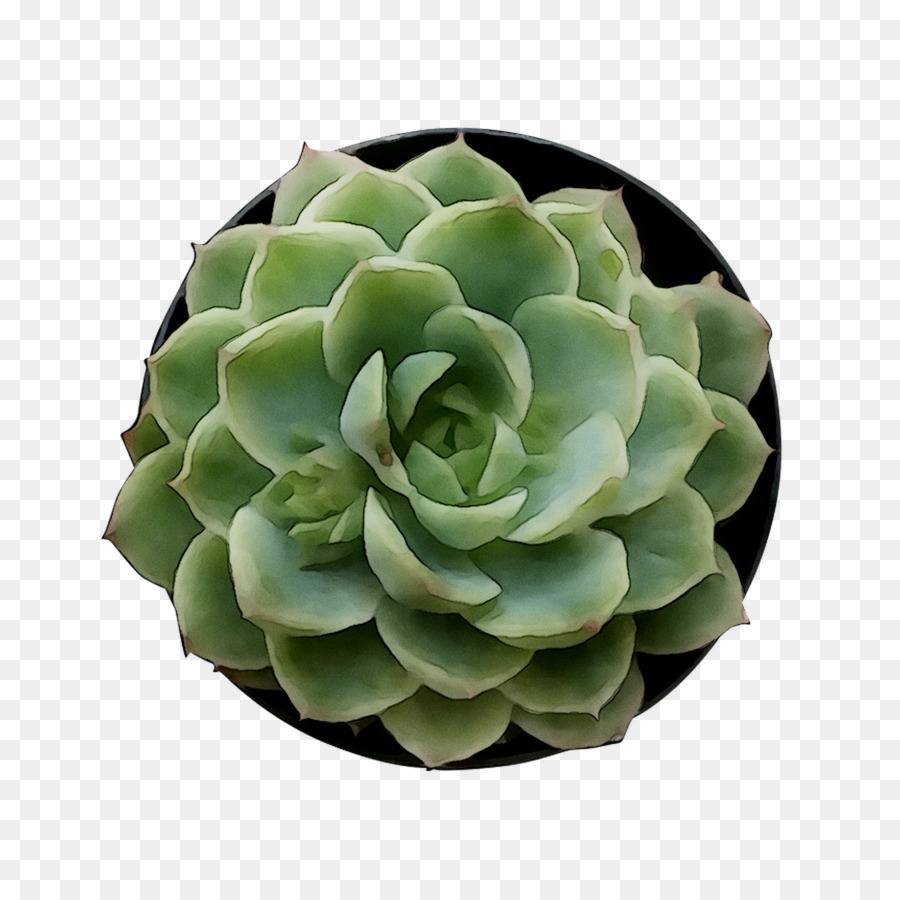 Suculenta Verde，Cactus PNG