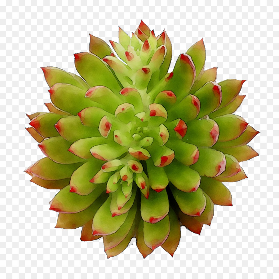 La Fruta，Flor PNG