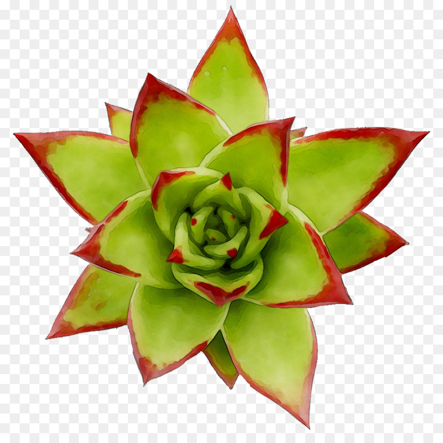 Flor，Echeveria PNG