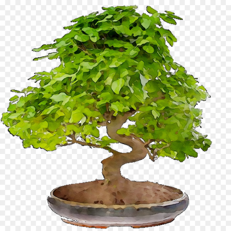 China Dulce De Ciruela，Árbol PNG