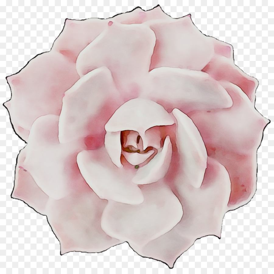 Las Rosas De Jardín，Col Rosa PNG