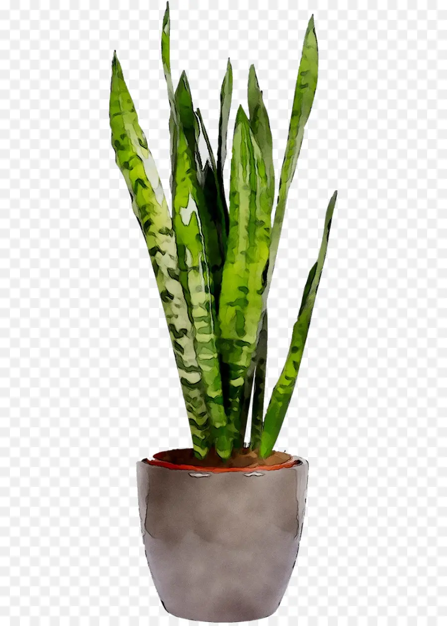 Víboras Cuerda De Cáñamo，Sansevieria Cylindrica PNG