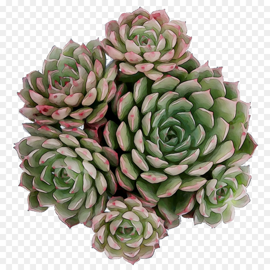 Stonecrops，Stonecrop PNG