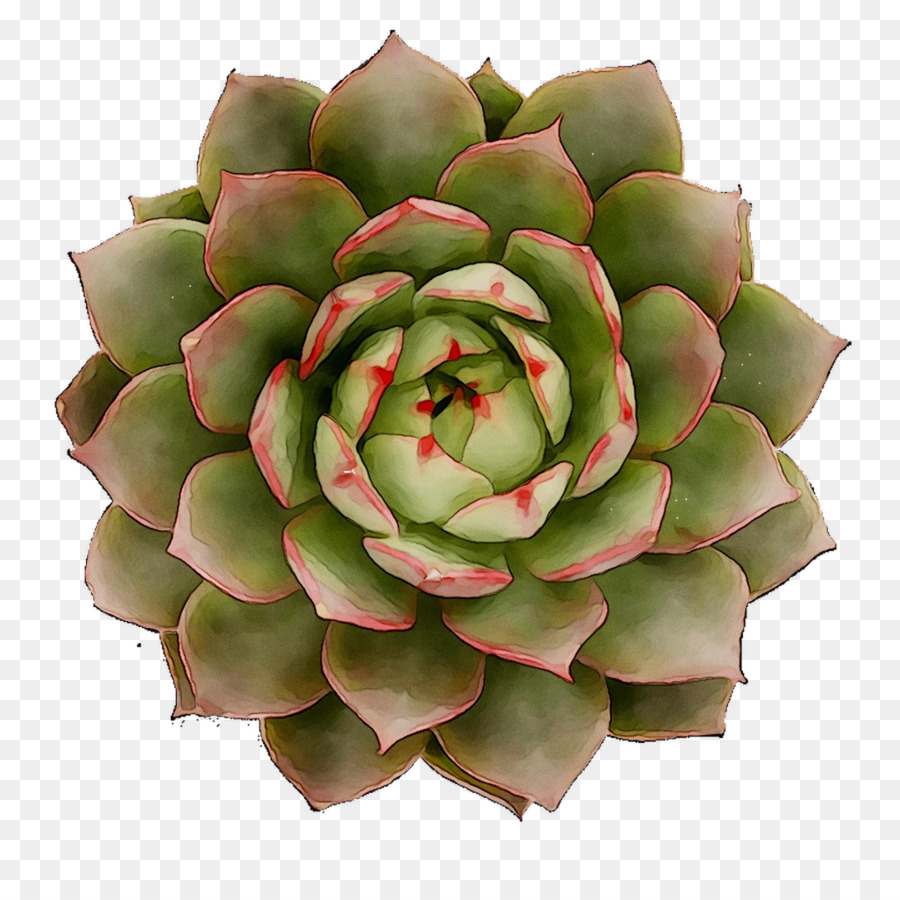 Flor，Echeveria PNG