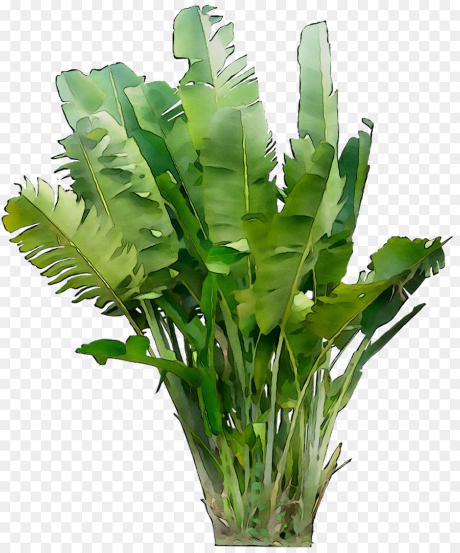 Hoja，Los Verdes PNG