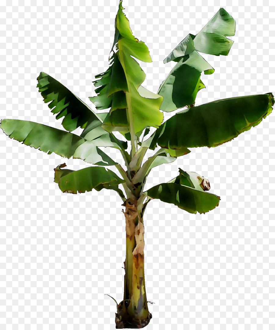 Hojas Verdes，Naturaleza PNG