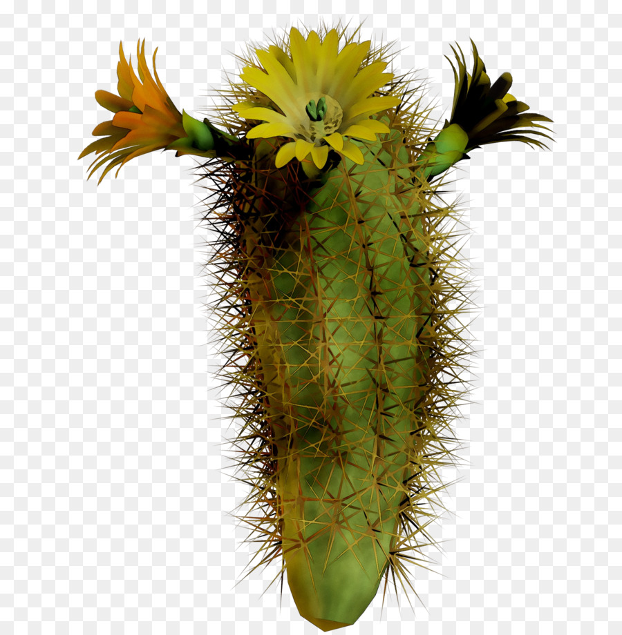 Cactus San Pedro，Echinocereus PNG