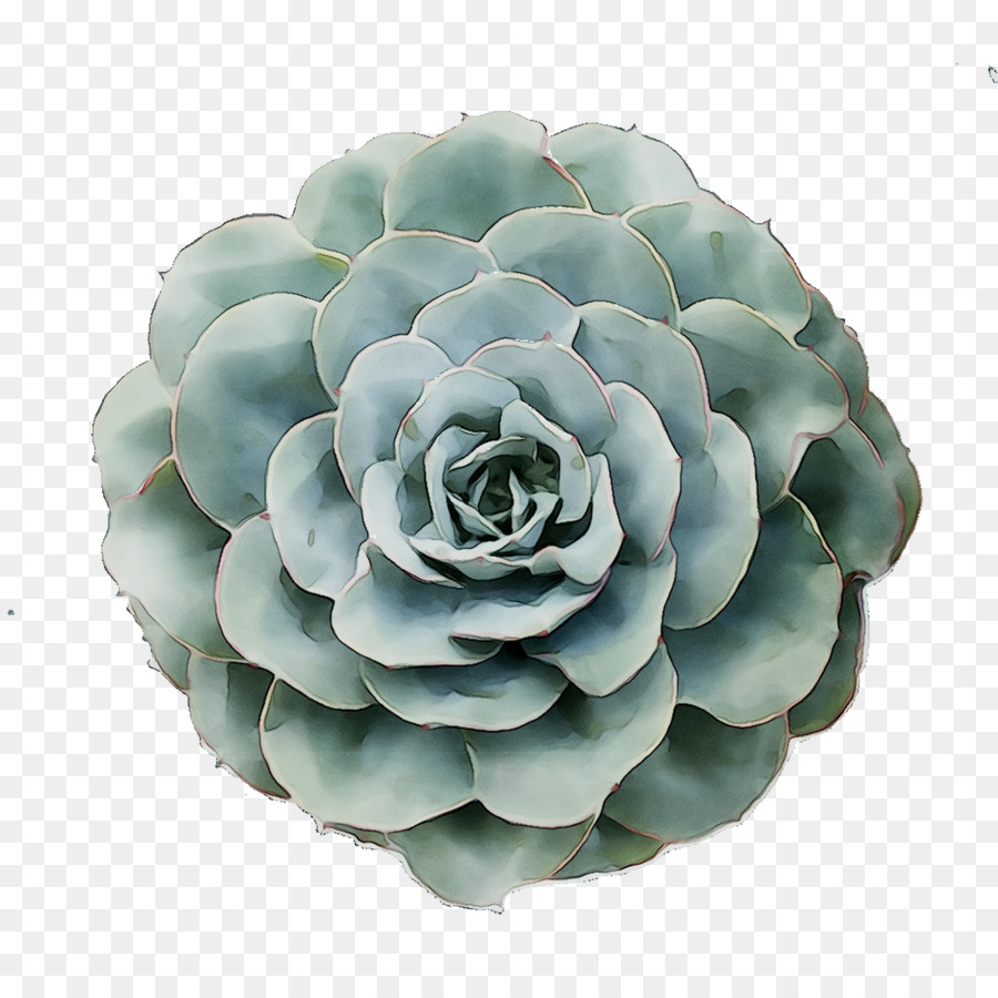 Flor，Turquesa PNG