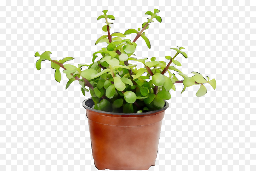 Planta En Maceta，Verdor PNG