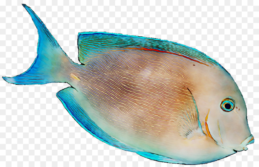 Peces De Arrecife De Coral，Biología Marina PNG