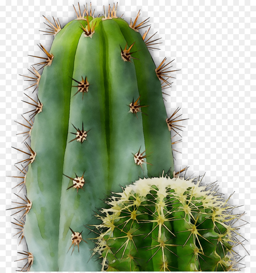 Cactus San Pedro，Barbary Fig PNG