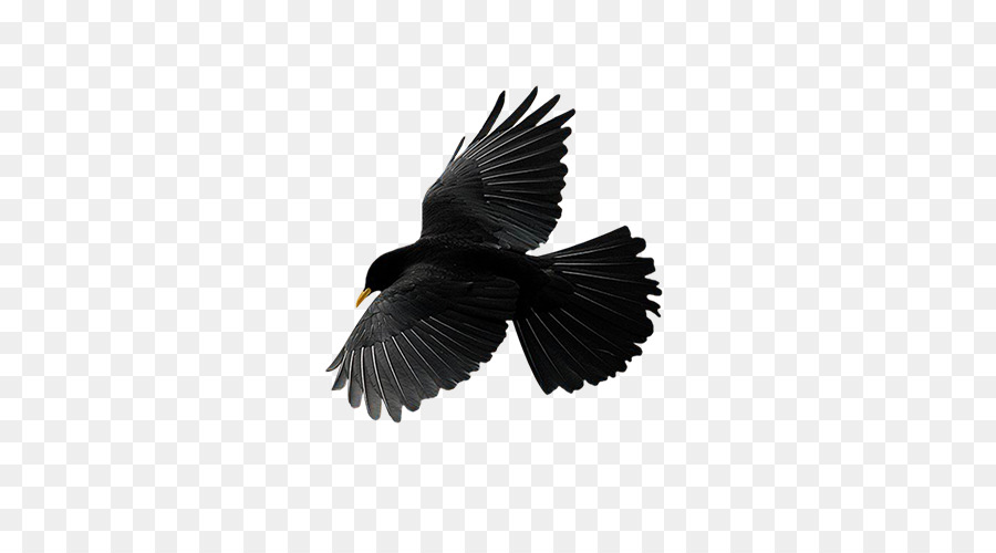 Aves，Vuelo PNG