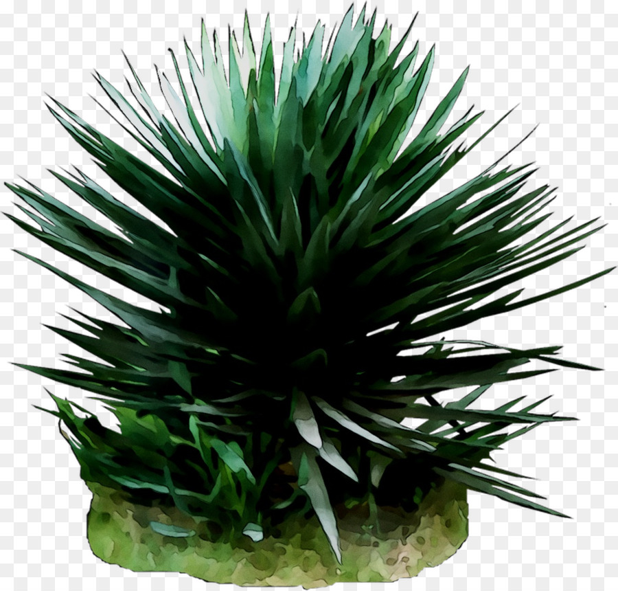 El Agave Tequilana，Arecales PNG