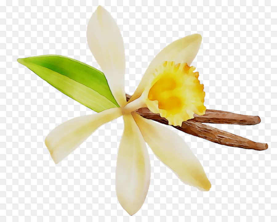 Las Orquídeas Cattleya，Amarillo PNG