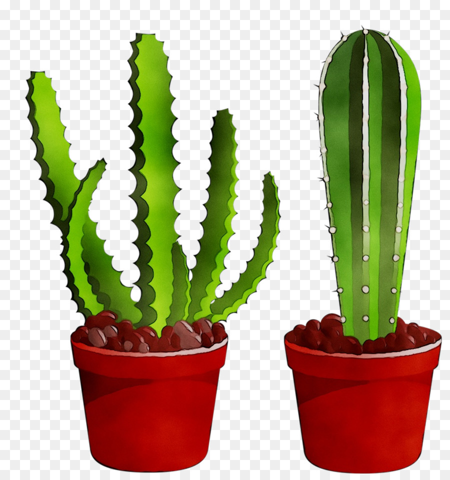 Triángulo De Cactus，Echinocereus PNG