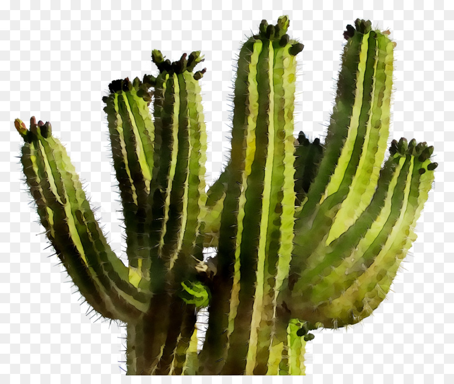 Cactus，Planta Suculenta PNG