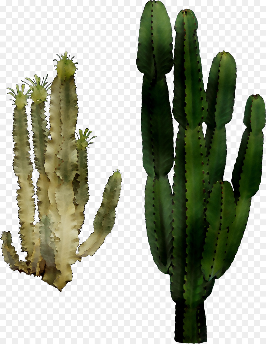 Cactus San Pedro，Triángulo De Cactus PNG