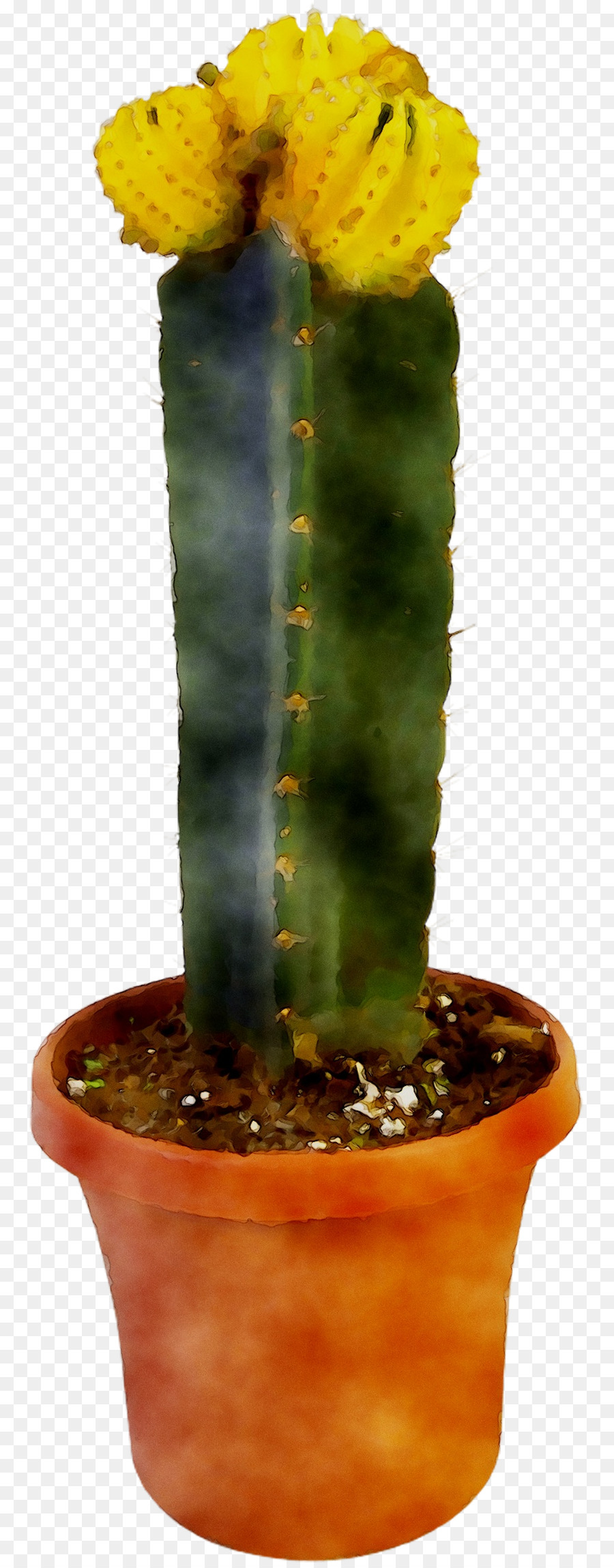 Cactus，Suculento PNG