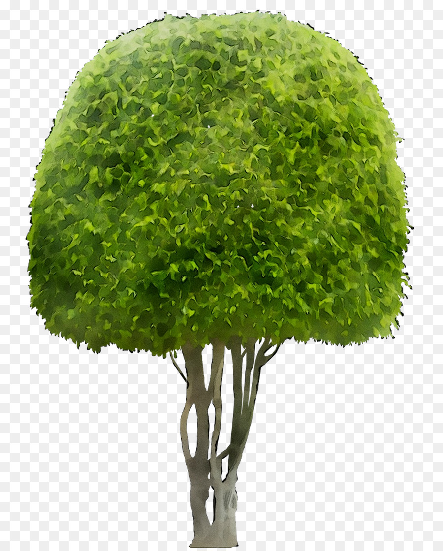 árbol Verde，Planta PNG