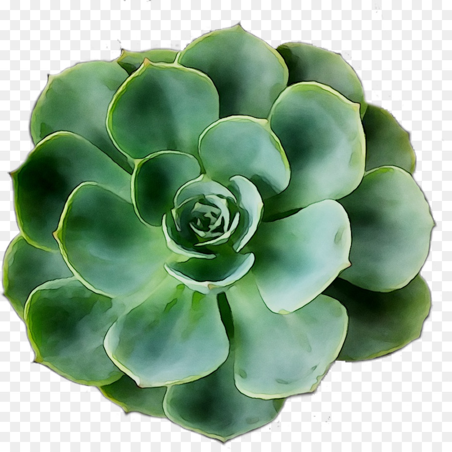 Planta Suculenta，Verdor PNG