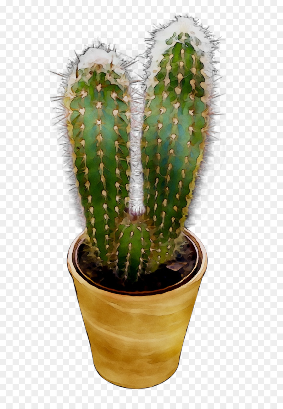 Cactus San Pedro，Triángulo De Cactus PNG