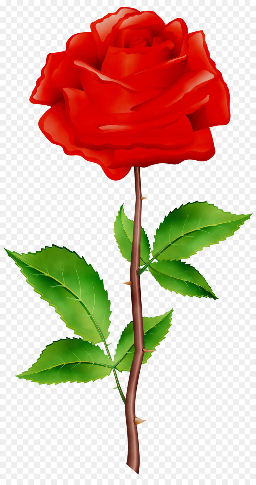 Rosa Roja，Provenir PNG