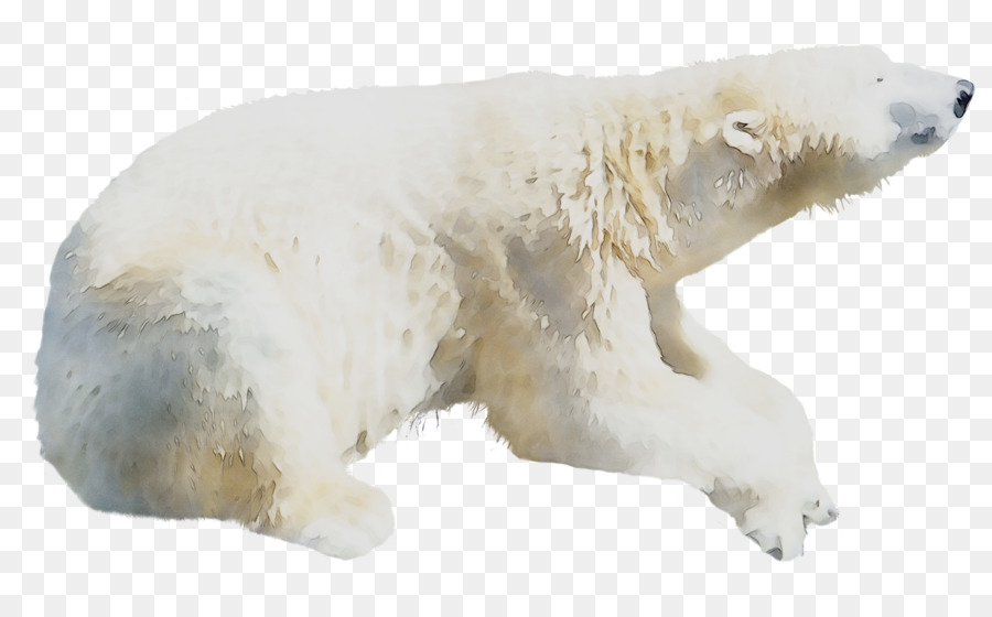 Oso Polar，Blanco PNG