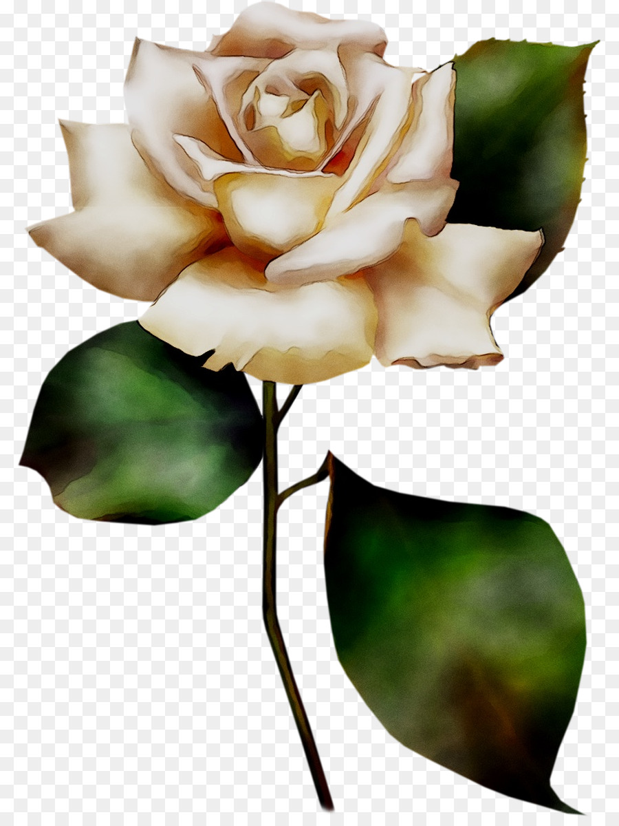 Rosa Blanca，Provenir PNG