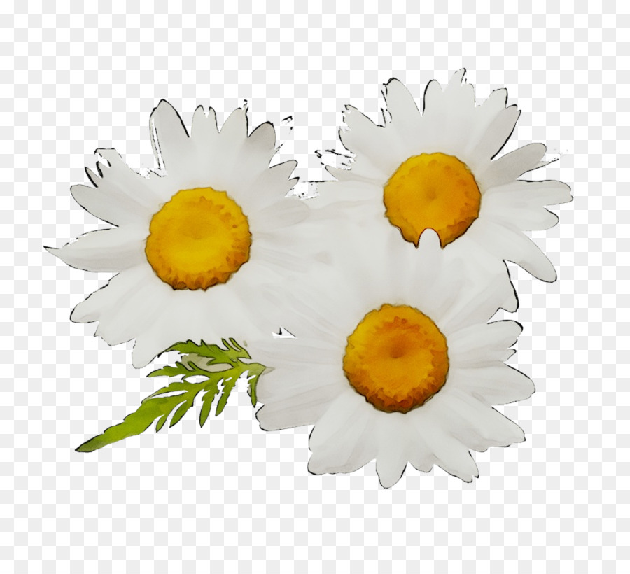 Margaritas，Florecer PNG