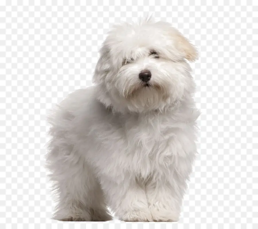 Perro Blanco Esponjoso，Mascota PNG