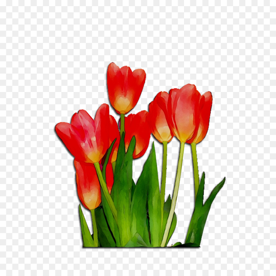 Tulip，Las Flores Cortadas PNG