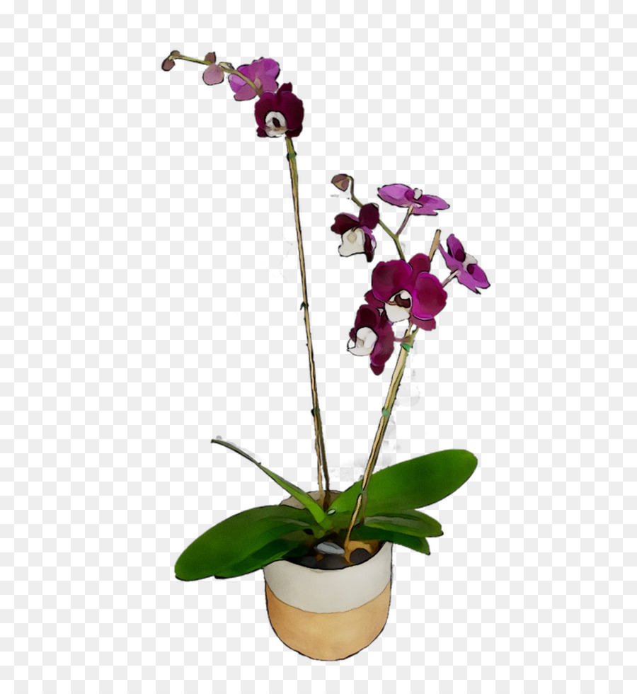 Orquídea Morada，Planta PNG