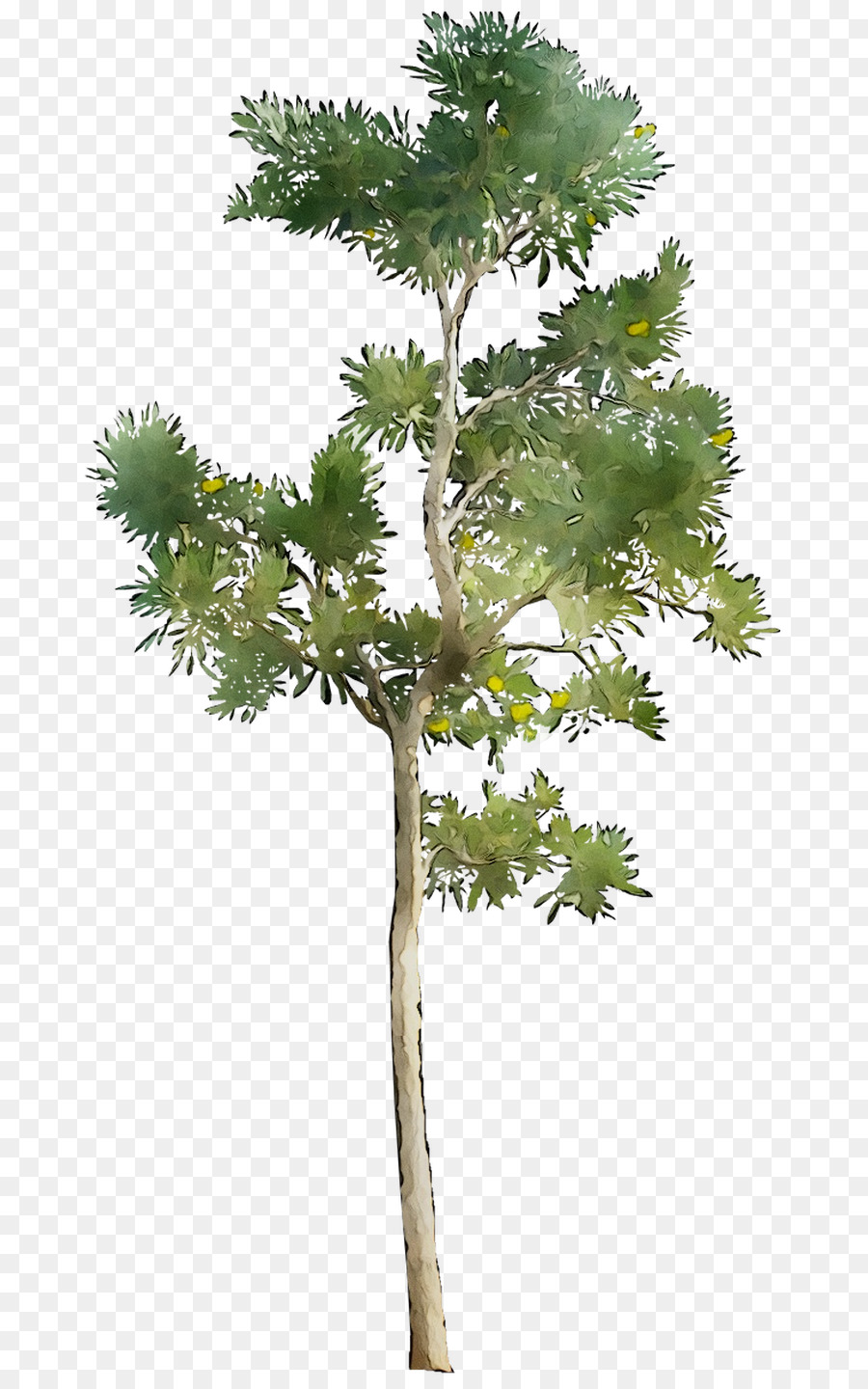 Alerce，Árbol PNG