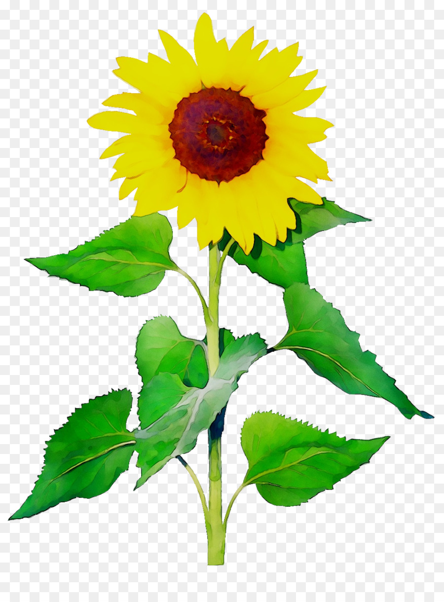 Girasoles，Flores PNG