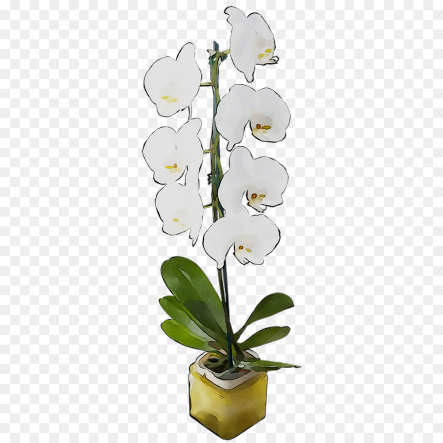 La Polilla De Las Orquídeas，Flor PNG