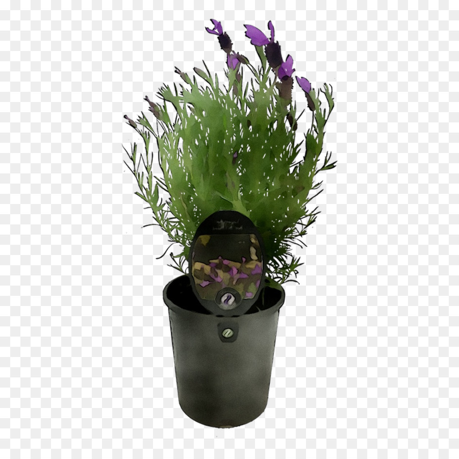 Maceta，Planta De Interior PNG