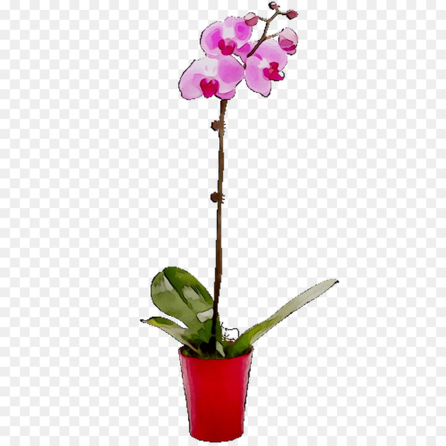 La Polilla De Las Orquídeas，Las Flores Cortadas PNG