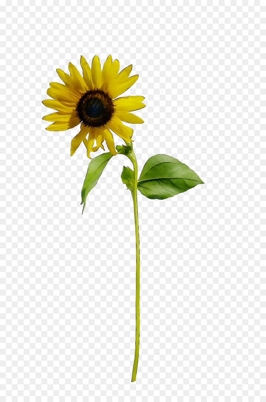 Común De Girasol，Amarillo PNG