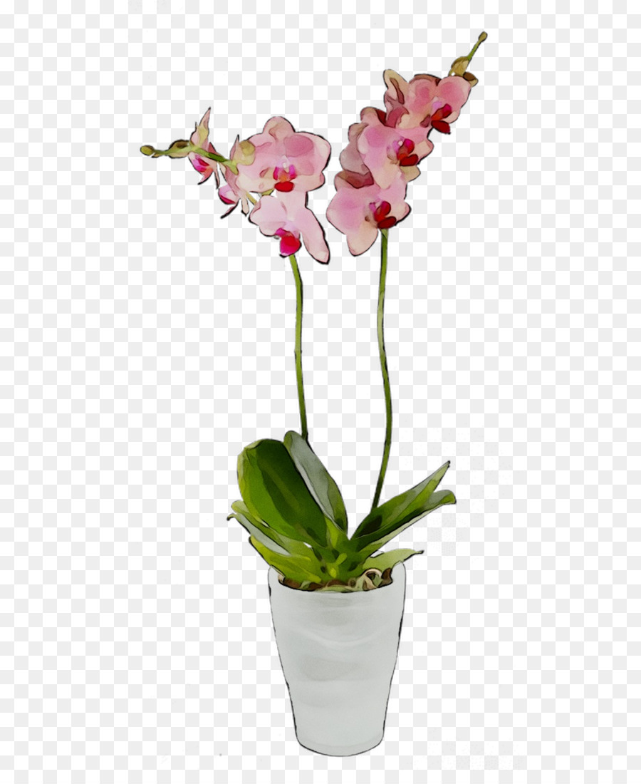 La Polilla De Las Orquídeas，Flor PNG