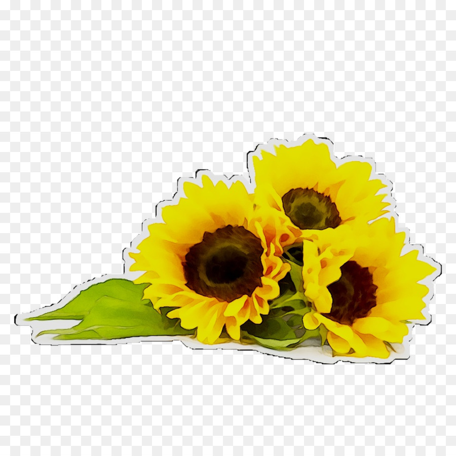 Común De Girasol，Una Fotografía De Stock PNG