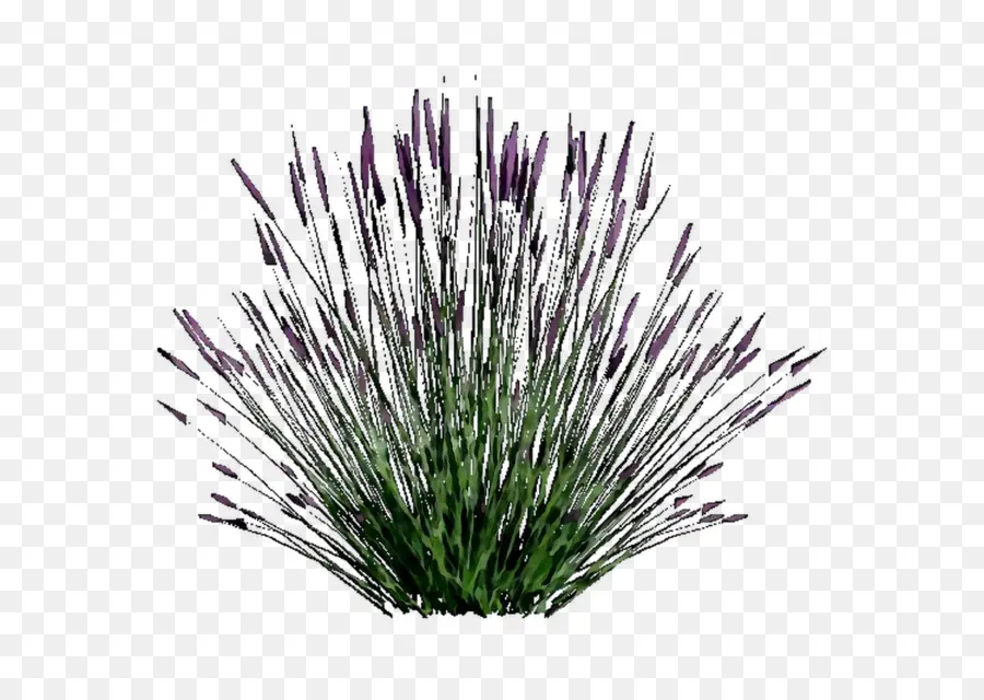 Planta De Lavanda，Flores PNG